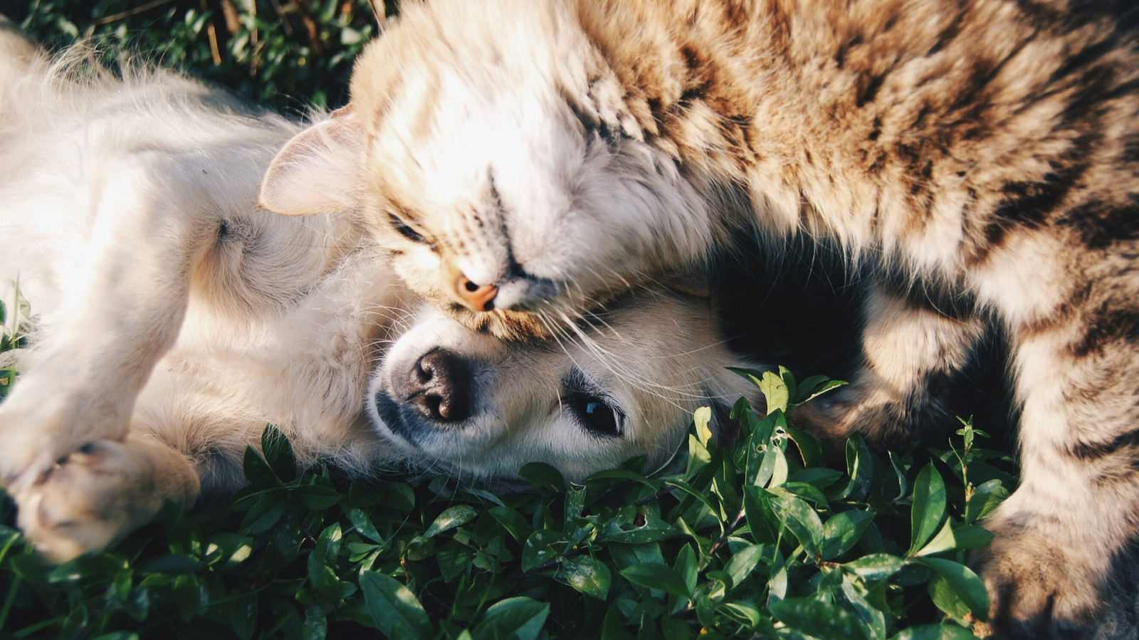 edited_edited_krista-mangulsone-9gz3wfHr65U-unsplash